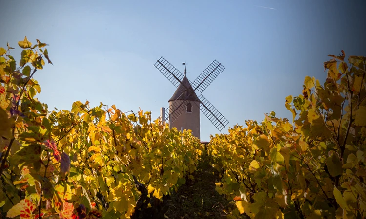 阿尔伯特·毕修家族：跨越世纪的葡萄酒家族传奇