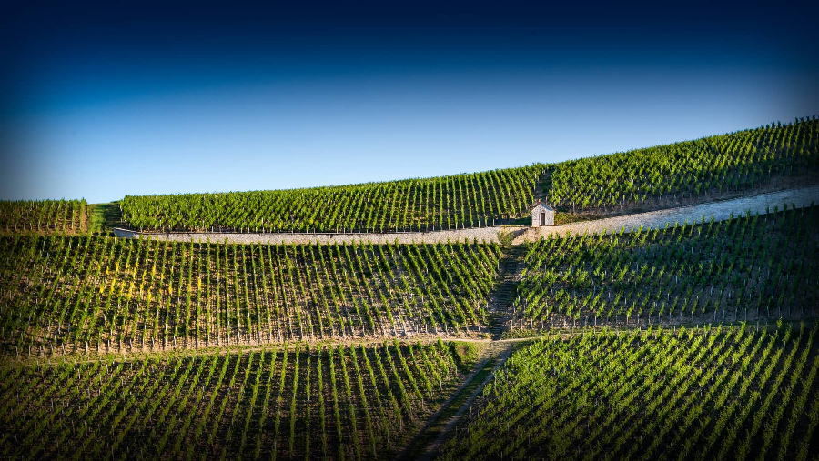 六代人的传承与创新，看毕修家族如何打造勃艮第纯正风味