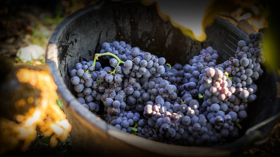 这个家族用过人的智慧，在极端气候的情况下仍旧酿出了惊艳世人的葡萄酒